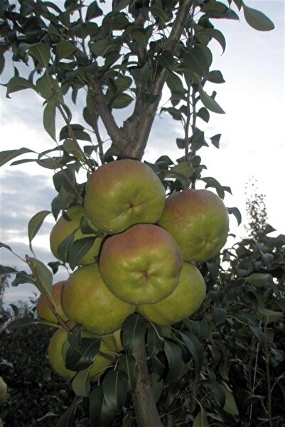 karlabotanik Deveci Armudu Fidanı
