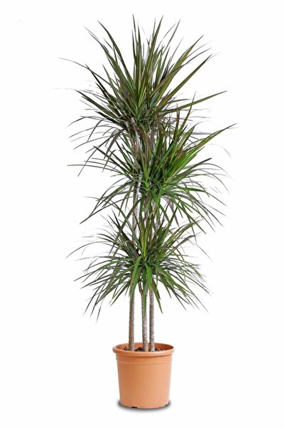 karlabotanik Dresena (3 Kök-100 Cm)