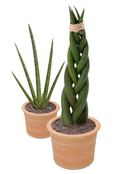 karlabotanik Örgülü Paşa Kılıcı | Sansevieria Cylindrica