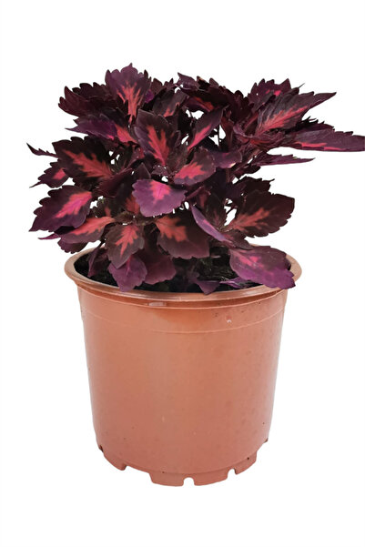 karlabotanik Yaprak Güzeli Begonya