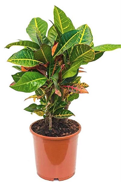 karlabotanik Kraton Bitkisi 40 Cm