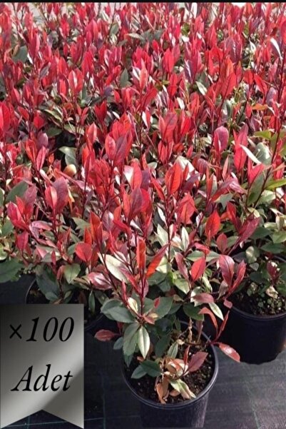 karlabotanik Alev Çalısı Fidanı X 100 Ad