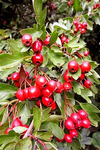karlabotanik Kırmızı Alıç (yemişen) Fidanı