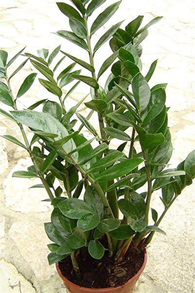 karlabotanik Zamia Bitkisi