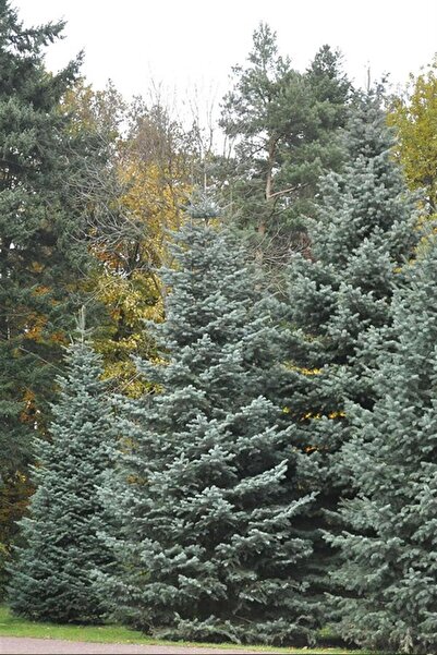 karlabotanik Göknar Fidanı 125 Cm