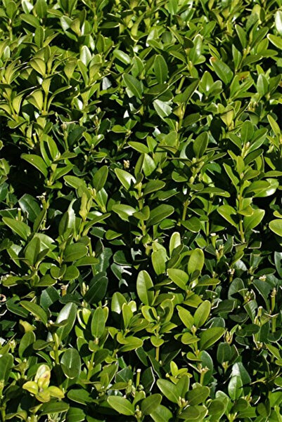 karlabotanik Şimşir Çit Bitkisi 60-80 Cm