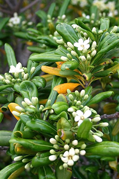 karlabotanik Yıldız Çalısı - Pittosporum Tobira