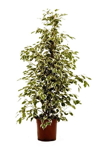 karlabotanik Alaca Yapraklı Benjamin 60 Cm