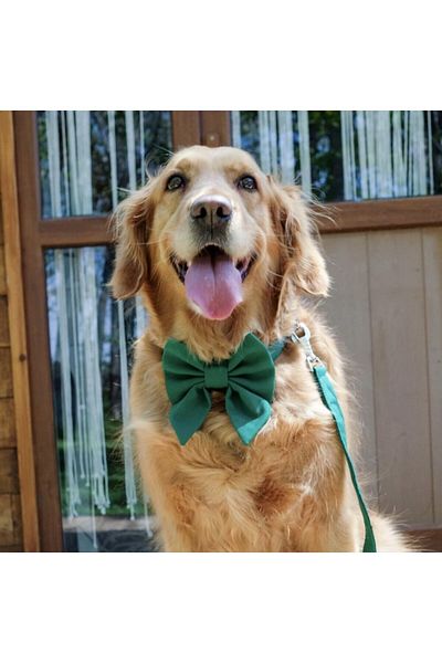 Lusi Doog Green Dog Collar with Bow Tie Special for Female Dogs