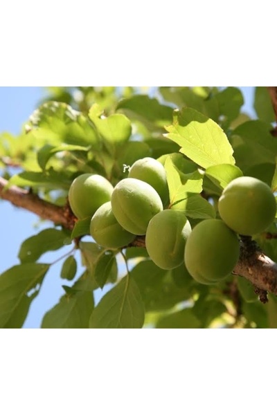 Hadal Kayısı Çağlası 1KG