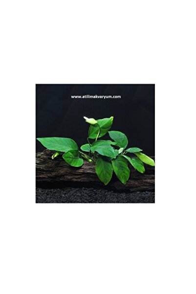 Atılım Akvaryum Anubias Barteri Nana, Akvaryum Canlı Bitkiler 4-7 Yaprak Bir Kök Kolay Bitki