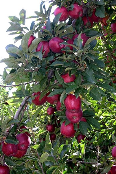 CC ELMA ( STARKİNG ) 150-200 CM Tüplü