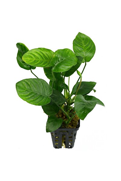Atılım Akvaryum Anubias Barteri Nana, Akvaryum Canlı Bitkiler 4-7 Yaprak Bir Kök Kolay Bitki
