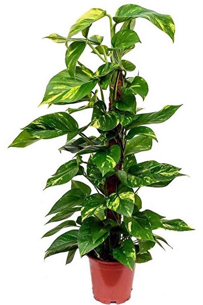 karlabotanik Pathos Sarmaşığı Bitkisi