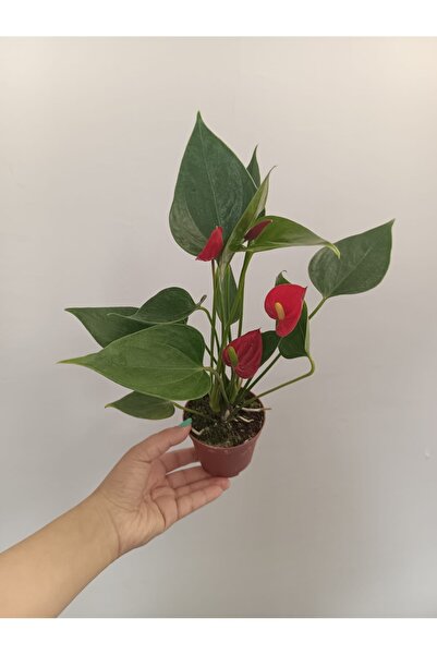 Çiçek Kırmızı antoryum fide