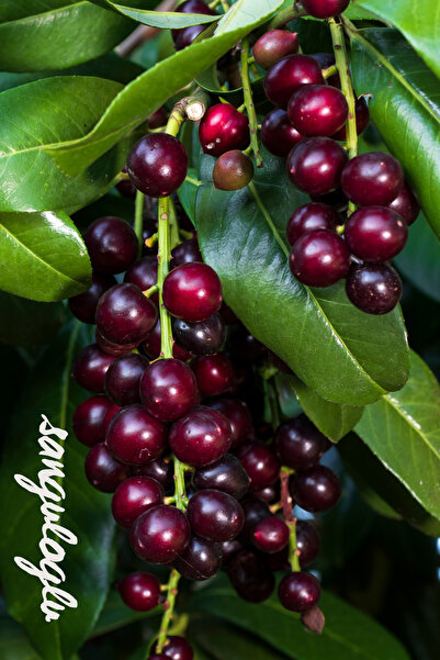 ŞANGULOĞLU TÜPLÜ KARAYEMİŞ FİDANI LAZ KİRAZI