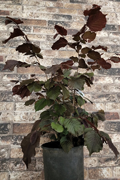 ŞANGULOĞLU CORYLUS MAXIMA PURPUREA MUJGAN KIRMIZI FINDIK FİDANI
