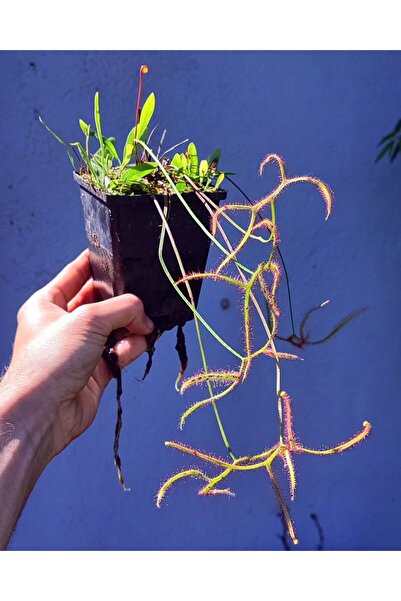 mobuflora Drosera Binata Tohum Yetiştirme Kiti Etobur Bitki Tohumu 50 adet