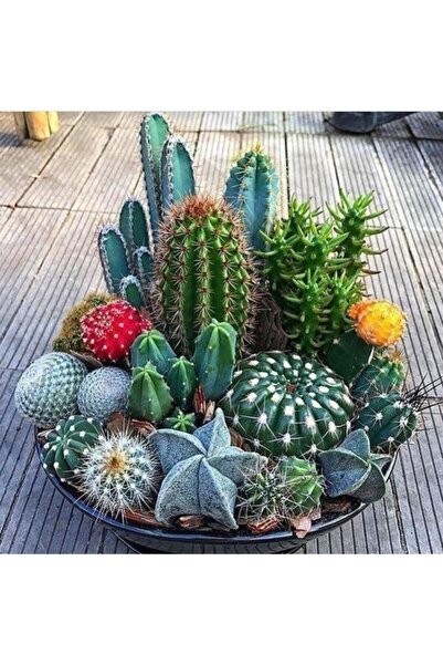 Genel Markalar Tohumculuk 10 Adet Karışık Renkli Kaktüs Çiçeği Tohumu
