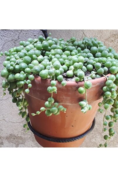 GARDENYA TOHUMCULUK 10 Adet Tesbih Çiçeği Tohumu