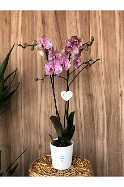 İLİKEORCİDHS Phalaenopsis Ithal 2 Dallı Orkide Mor Kırçıllı