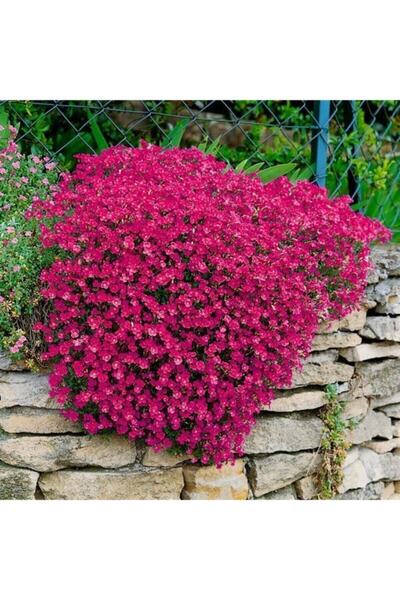 Genel Markalar 10 Adet Kırmızı Renkli Sarkan Obrizya Çiçek Tohumu