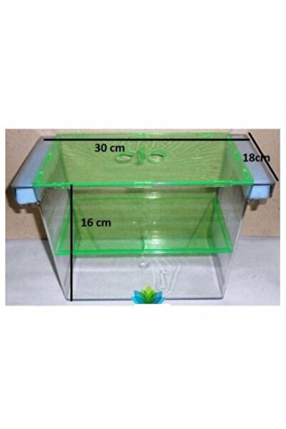 Akvaryum Balık Avm جرو السمك العملاق