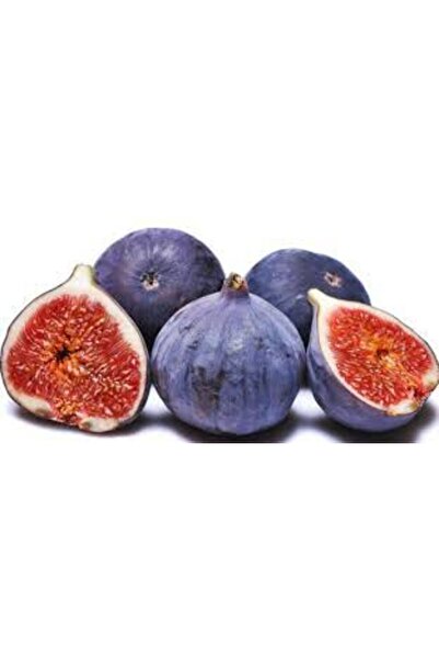 Genel Markalar Tüplü Fidan Bursa Siyahı Incir Fidanı