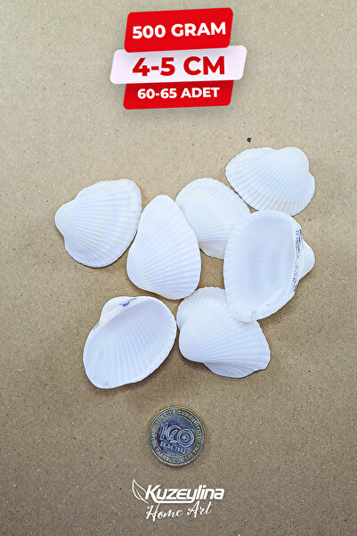 Kuzeylina Doğal Deniz Kabuğu 500 Gram Büyük Boy 4-5 cm