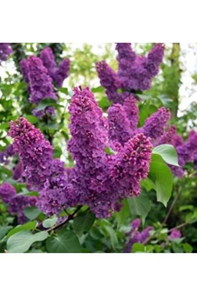 ATABEY ÇİÇEK Yoğun Kokulu Mor Renk Leylak Çiçeği Fidesi