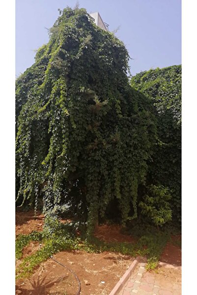 Genel Markalar Tüplü Amerikan Sarmaşığı Fidanı