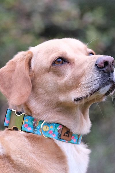 UTDpet Pineapple Dog Collar