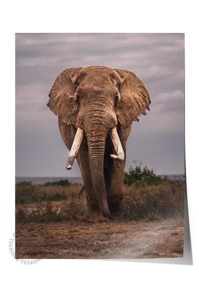 Postifull Αφίσα χωρίς πλαίσιο, Ζώα & Ζωγραφική Σαφάρι Νο:16, Φωτογραφία HD, Δ...