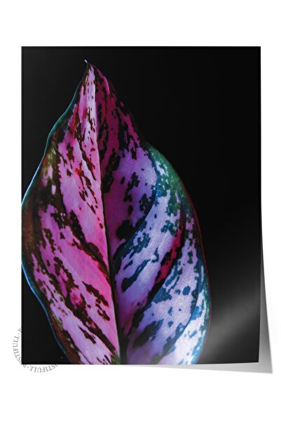 Postifull Poster fără încadrare, tablou botanic și cu frunze nr. 22, fotograf...