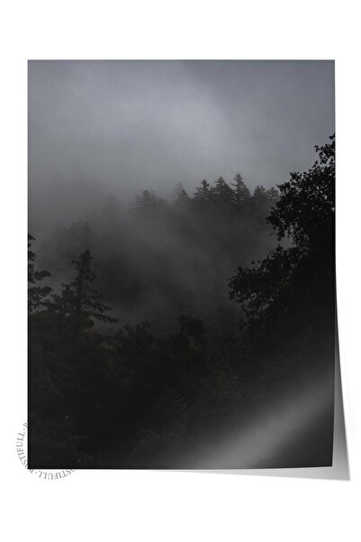 Postifull Çerçevesiz Poster Orman No:26, Fotoğraf Baskısı, Salon, Mutfak, Otu...