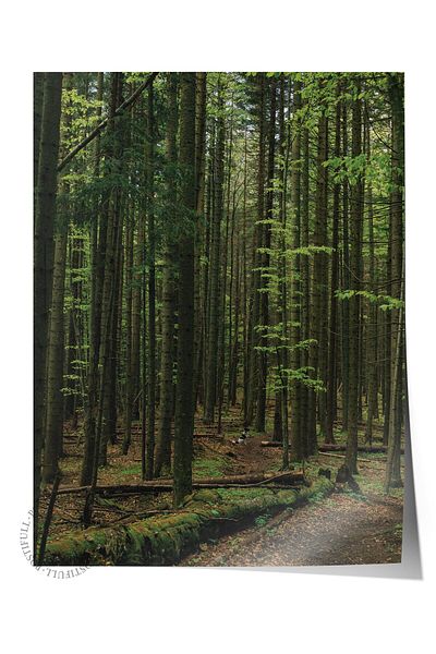 Postifull Forest No:14 Αφίσα με τυπωμένη φωτογραφία χωρίς πλαίσιο - Διακόσμηση τοίχου σαλονιού, κουζίνας, σαλονιού και αίθουσας