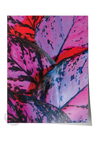 Postifull Poster fără încadrare, tablou botanic și frunze nr. 14, fotografie ...