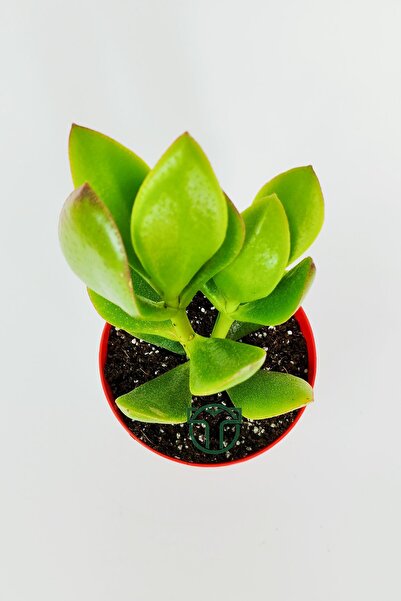 Toptan Kaktüs Para çiçeği para ağacı yeşim bitkisi büyük boy Crassula Portulacea bolluk bereket çiçeği