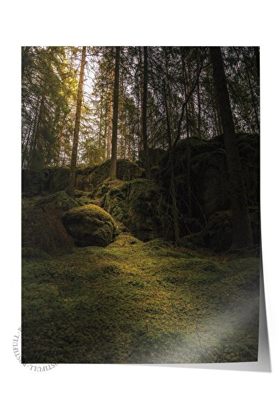 Postifull Çerçevesiz Poster Orman No:20, Fotoğraf Baskısı, Salon, Mutfak, Otu...