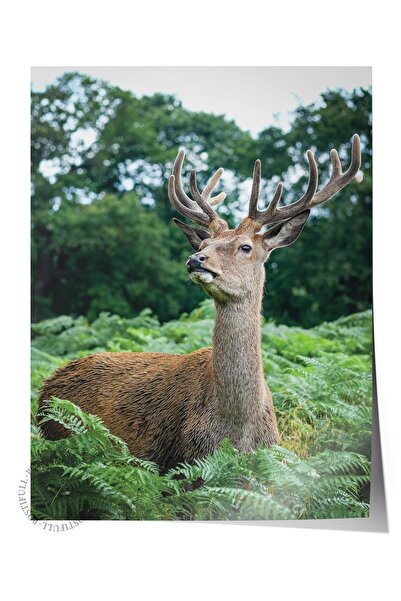 Postifull Αφίσα χωρίς πλαίσιο, Ζώα & Ζωγραφική Σαφάρι Νο:47, Φωτογραφία HD, Δ...