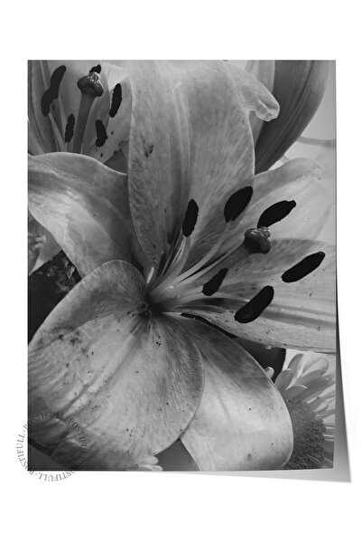 Postifull Çerçevesiz Poster, Siyah & Beyaz Fotoğraf No:14, HD Fotoğraf, Salon...