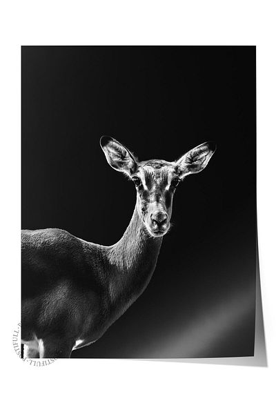 Postifull Poster fără încadrare, Animali și Safari Tablo No:32, Foto HD, Poster pentru decorarea peretelui pentru sufragerie, bucătărie