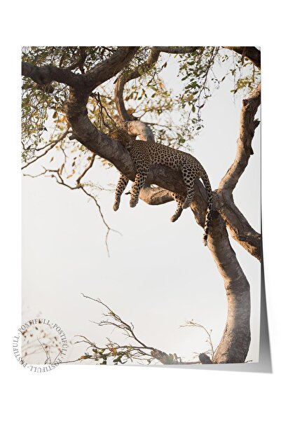 Postifull Poster fără încadrare, Pictură cu animale și safari nr: 41, fotogra...