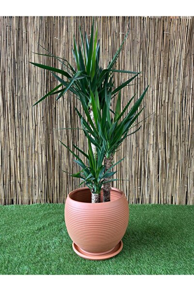 odka Terracotta Çömlek Saksı Tabaklı Küre Çizgili H:37cmx Ç:37cm 40litre