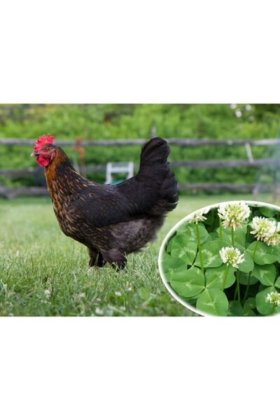 Genel Markalar Tavuk Yoncası Tohumu 1 Kg Ak Üçgül Tohumu Bodur Yonca Çimi Tohumu