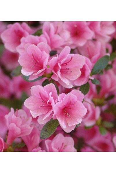 CC AÇELYA ÇİÇEĞİ ( PEMBE ) 30-50 Cm