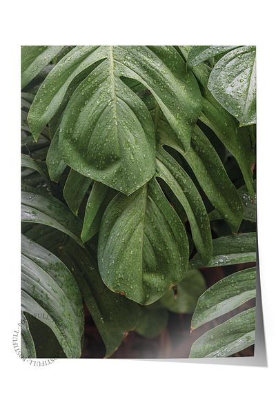 Postifull Poster fără încadrare, pictură botanică și frunze nr. 47, fotografie HD, poster pentru decorarea peretelui pentru sufragerie, bucătărie