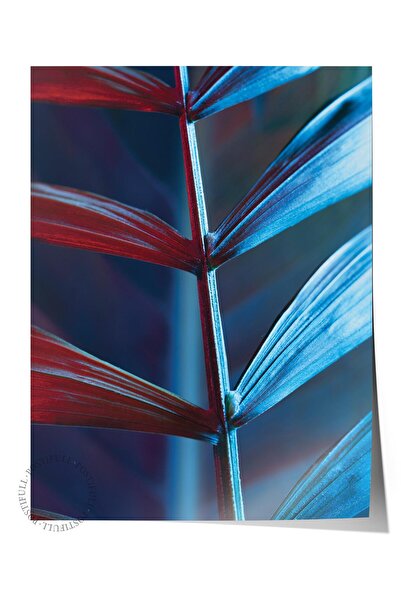 Postifull Poster fără încadrare, tablou botanic și cu frunze nr. 11, fotograf...