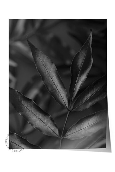 Postifull Poster fără ramă, tablou botanic și cu frunze nr. 38, fotografie HD...