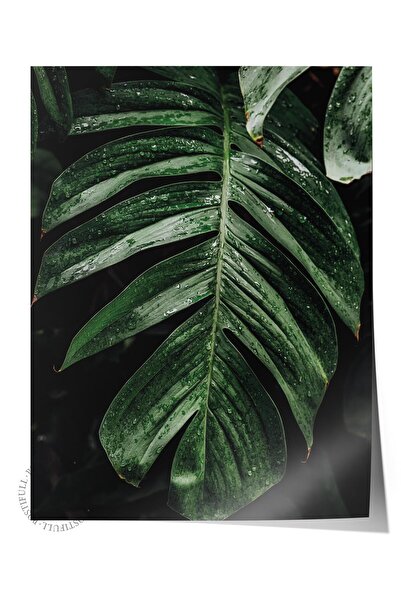 Postifull Çerçevesiz Poster, Botanik & Yaprak Tablo No:46, HD Fotoğraf, Salon...